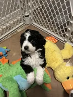 Curly , a male Miniature Bernedoodle for sale in Lapeer, MI – 8 of 9