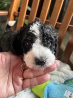 Curly , a male Miniature Bernedoodle for sale in Lapeer, MI – 7 of 9