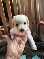 Dreamy , a male Miniature Bernedoodle for sale in Lapeer, MI – 2 of 4