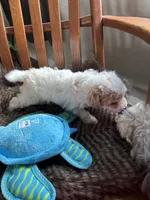 Dreamy , a male Miniature Bernedoodle for sale in Lapeer, MI – 4 of 4