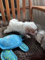 Dreamy , a male Miniature Bernedoodle for sale in Lapeer, MI – 3 of 4