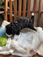 Curly , a male Miniature Bernedoodle for sale in Lapeer, MI – 5 of 9