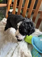 Curly , a male Miniature Bernedoodle for sale in Lapeer, MI – 6 of 9
