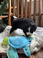 Curly , a male Miniature Bernedoodle for sale in Lapeer, MI – 3 of 9