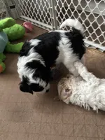 Spots , a male Miniature Bernedoodle for sale in Lapeer, MI – 3 of 5