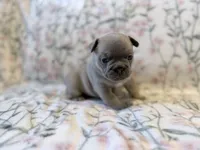 Bambam, a male French Bulldog for sale in Sacramento, CA – 5 of 8