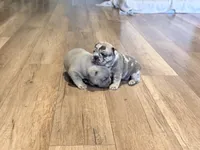 Bambam, a male French Bulldog for sale in Sacramento, CA – 8 of 8