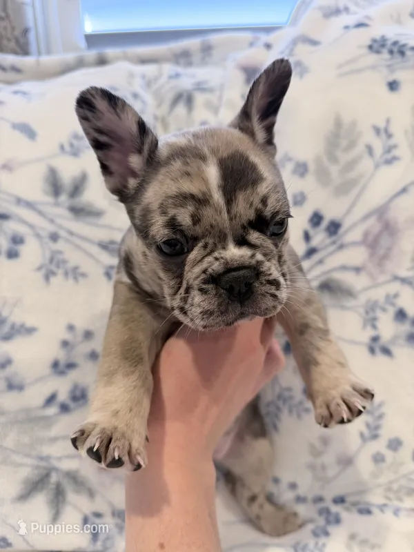 Pebbles – French Bulldog puppy for sale in Sacramento, CA