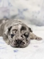 Pebbles, a female French Bulldog for sale in Sacramento, CA – 5 of 9