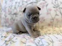 Bambam, a male French Bulldog for sale in Sacramento, CA – 2 of 8