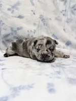 Pebbles, a female French Bulldog for sale in Sacramento, CA – 8 of 9