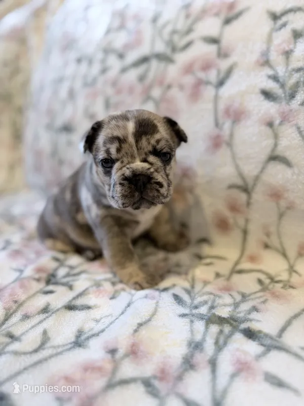 Pebbles – French Bulldog puppy for sale in Sacramento, CA