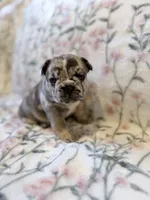 Pebbles, a female French Bulldog for sale in Sacramento, CA – 1 of 9