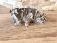Pebbles, a female French Bulldog for sale in Sacramento, CA – 9 of 9