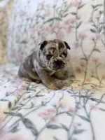 Pebbles, a female French Bulldog for sale in Sacramento, CA – 7 of 9