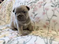 Bambam, a male French Bulldog for sale in Sacramento, CA – 6 of 8