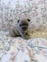 Bambam, a male French Bulldog for sale in Sacramento, CA – 4 of 8