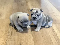 Bambam, a male French Bulldog for sale in Sacramento, CA – 3 of 8