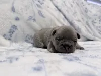 Bambam, a male French Bulldog for sale in Sacramento, CA – 7 of 8