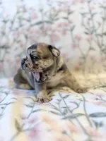 Pebbles, a female French Bulldog for sale in Sacramento, CA – 4 of 9