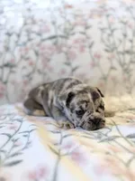 Pebbles, a female French Bulldog for sale in Sacramento, CA – 6 of 9