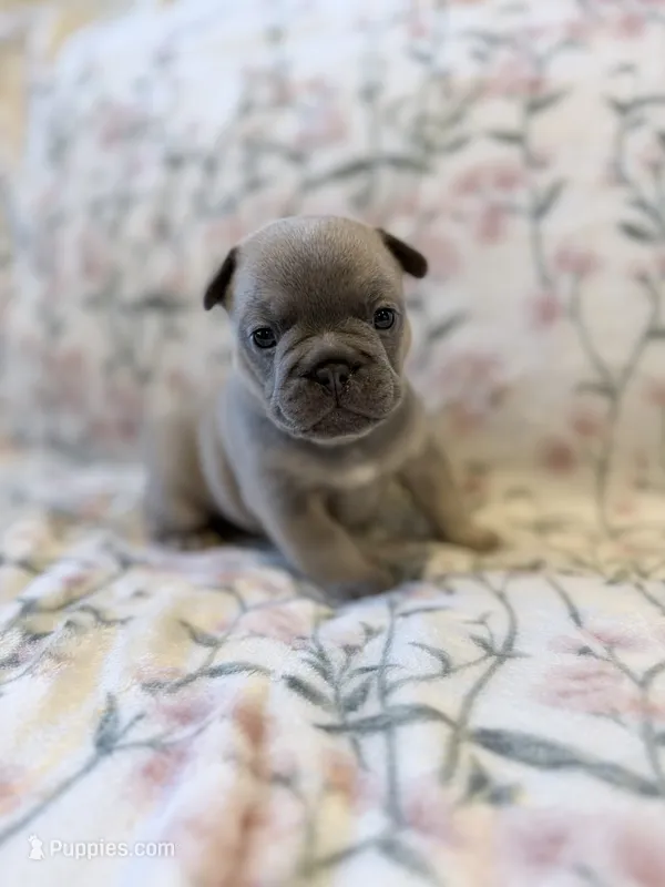 Bambam – French Bulldog puppy for sale in Sacramento, CA