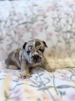 Pebbles, a female French Bulldog for sale in Sacramento, CA – 2 of 9
