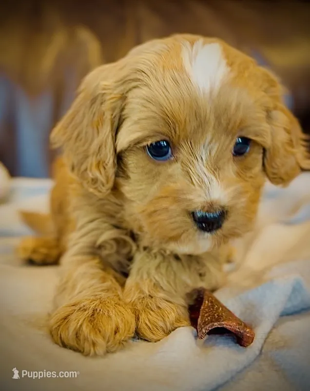 Ginger – Cavapoo puppy for sale in Port Angeles, WA