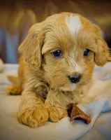 Ginger, a female Cavapoo for sale in Port Angeles, WA – 1 of 10