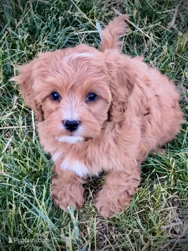 Finn – Cavapoo puppy for sale in Port Angeles, WA