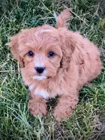 Finn, a male Cavapoo for sale in Port Angeles, WA – 1 of 2