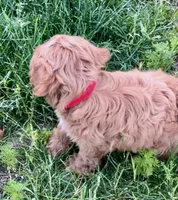 Finn, a male Cavapoo for sale in Seattle, WA – 5 of 7