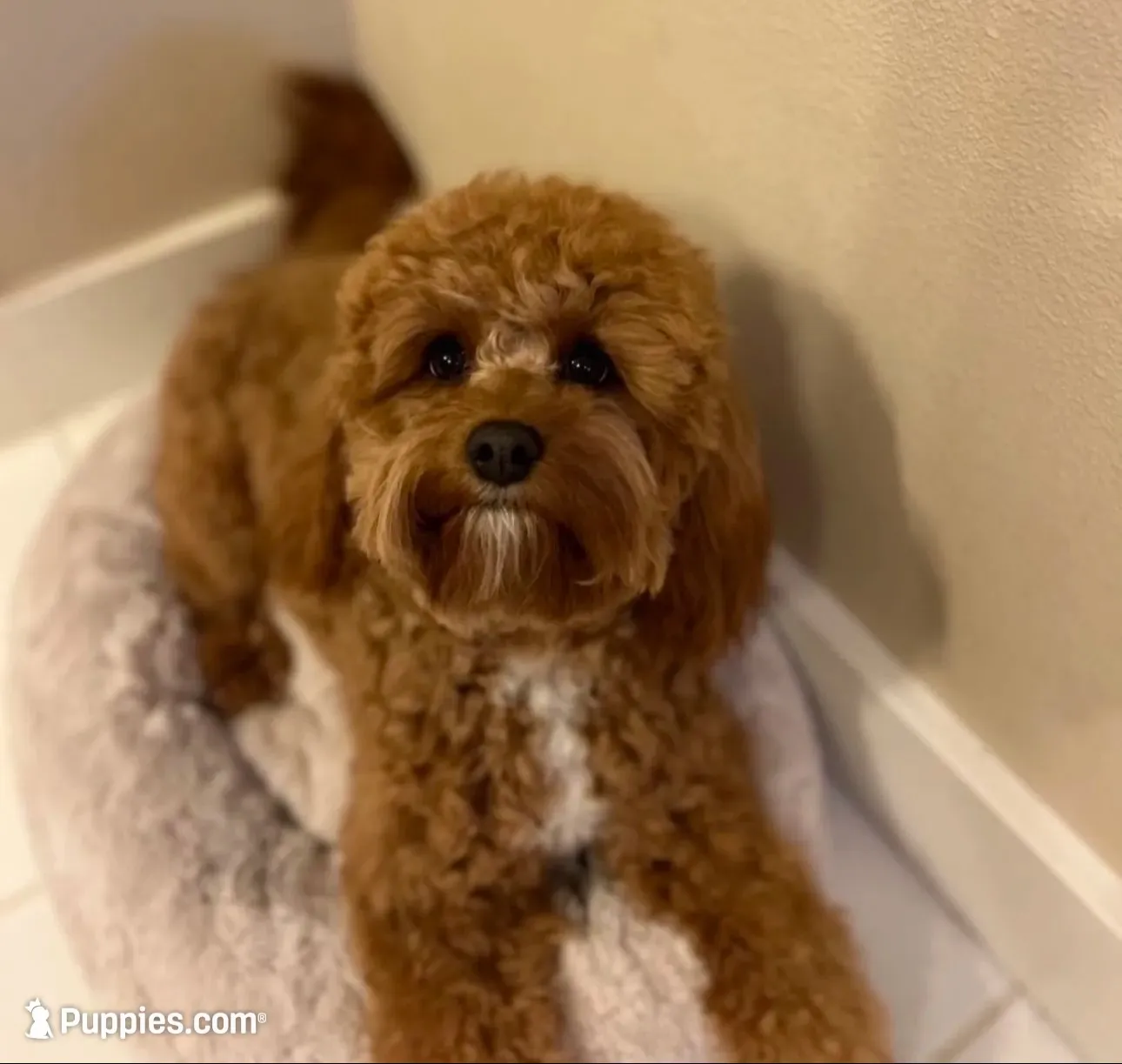 Tucker, a male Cavapoo for sale in Port Angeles, WA – 10 of 10