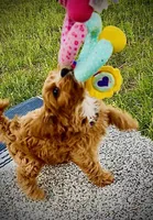 Cooper, a male Cavapoo for sale in Port Angeles, WA – 5 of 8