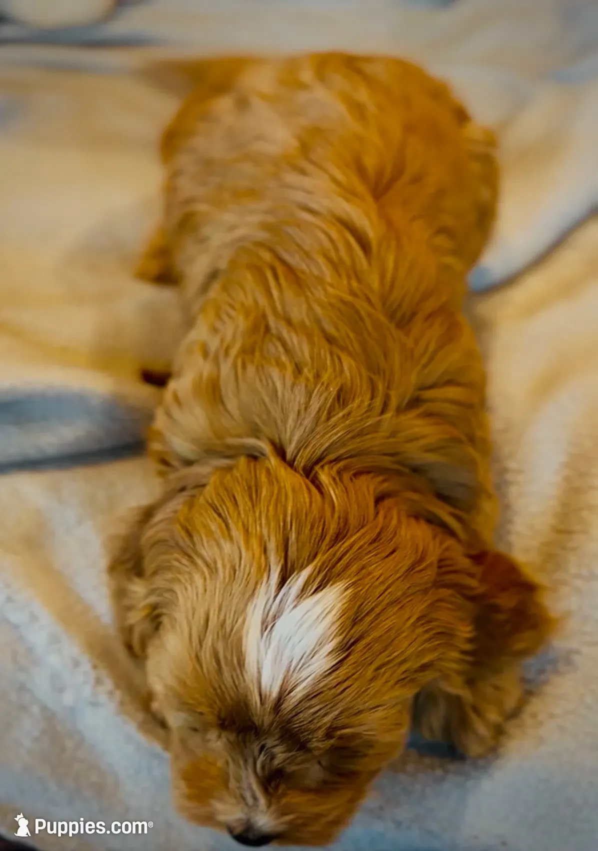 Ginger, a female Cavapoo for sale in Port Angeles, WA – 4 of 10