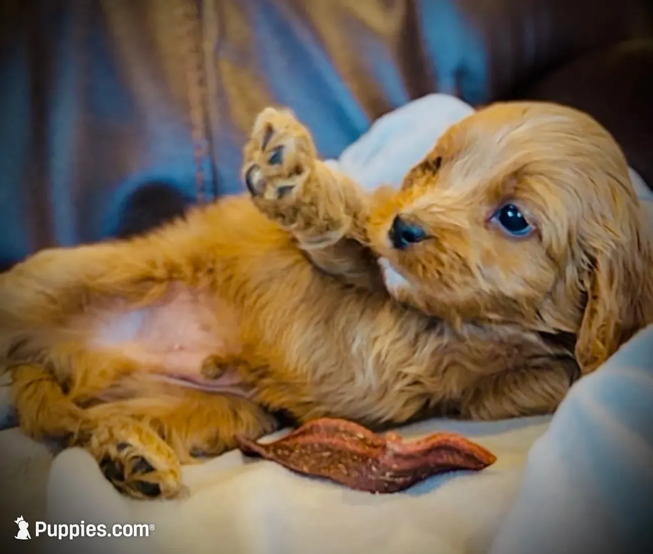 Teddy, a male Cavapoo for sale in Port Angeles, WA – 3 of 9