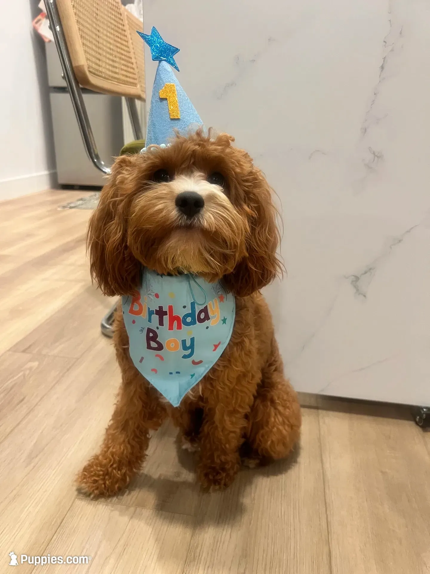 Ginger, a female Cavapoo for sale in Port Angeles, WA – 10 of 10