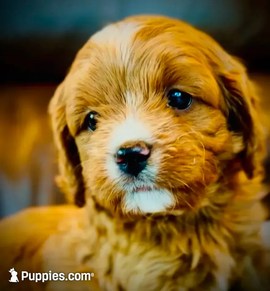 Tucker, a male Cavapoo for sale in Port Angeles, WA – 2 of 10