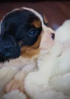 AKC Ellie - OFA health tested, a female Cavalier King Charles Spaniel for sale in Seattle, WA – 8 of 10