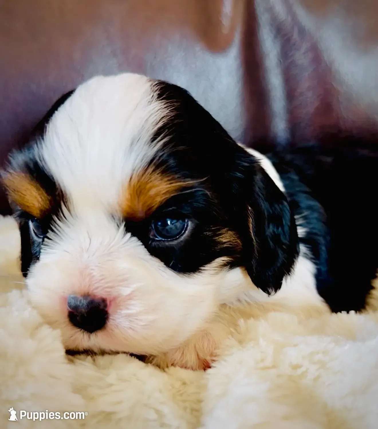 AKC Charlie - OFA health tested, a male Cavalier King Charles Spaniel for sale in Seattle, WA – 4 of 9