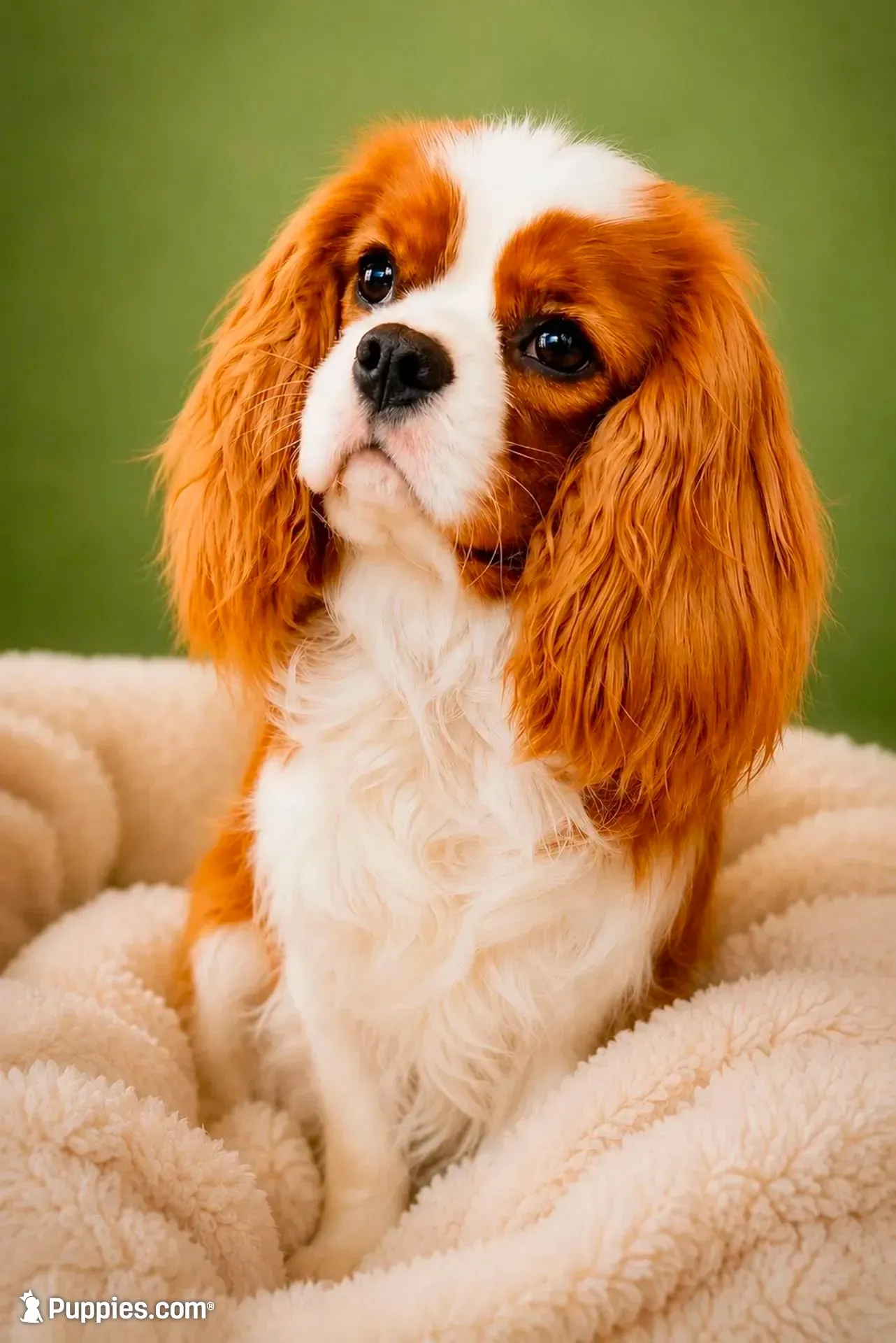 AKC Ellie - OFA health tested, a female Cavalier King Charles Spaniel for sale in Seattle, WA – 9 of 10