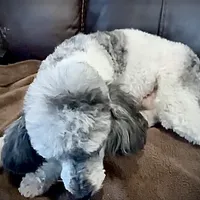 AKC Princeton, a male Poodle - Miniature  for sale in Port Angeles, WA – Photo 5 of 6