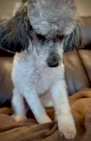 processed/eb082461-8209-440f-988a-04b2391141ed/listing/289b4aab-2a8d-4361-886c-2e54fc7be038/8b2888e1-8817-4303-9294-8cc582260a1a