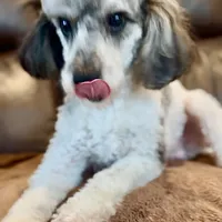 AKC Princeton, a male Poodle - Miniature  for sale in Port Angeles, WA – Photo 6 of 6