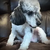 AKC Princeton, a male Poodle - Miniature  for sale in Port Angeles, WA – Photo 3 of 6