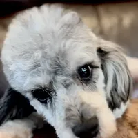 AKC Princeton, a male Poodle - Miniature  for sale in Port Angeles, WA – Photo 2 of 6