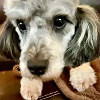 AKC Princeton, a male Poodle - Miniature  for sale in Port Angeles, WA – Photo 1 of 6