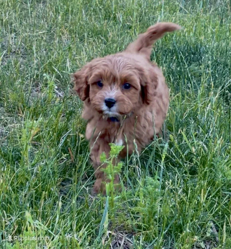 Finn – Cavapoo puppy for sale in Port Angeles, WA