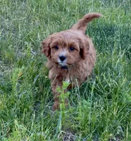Finn, a male Cavapoo for sale in Seattle, WA – 1 of 7