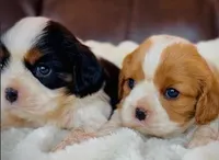 AKC Charlie - OFA health tested, a male Cavalier King Charles Spaniel for sale in Seattle, WA – 6 of 9